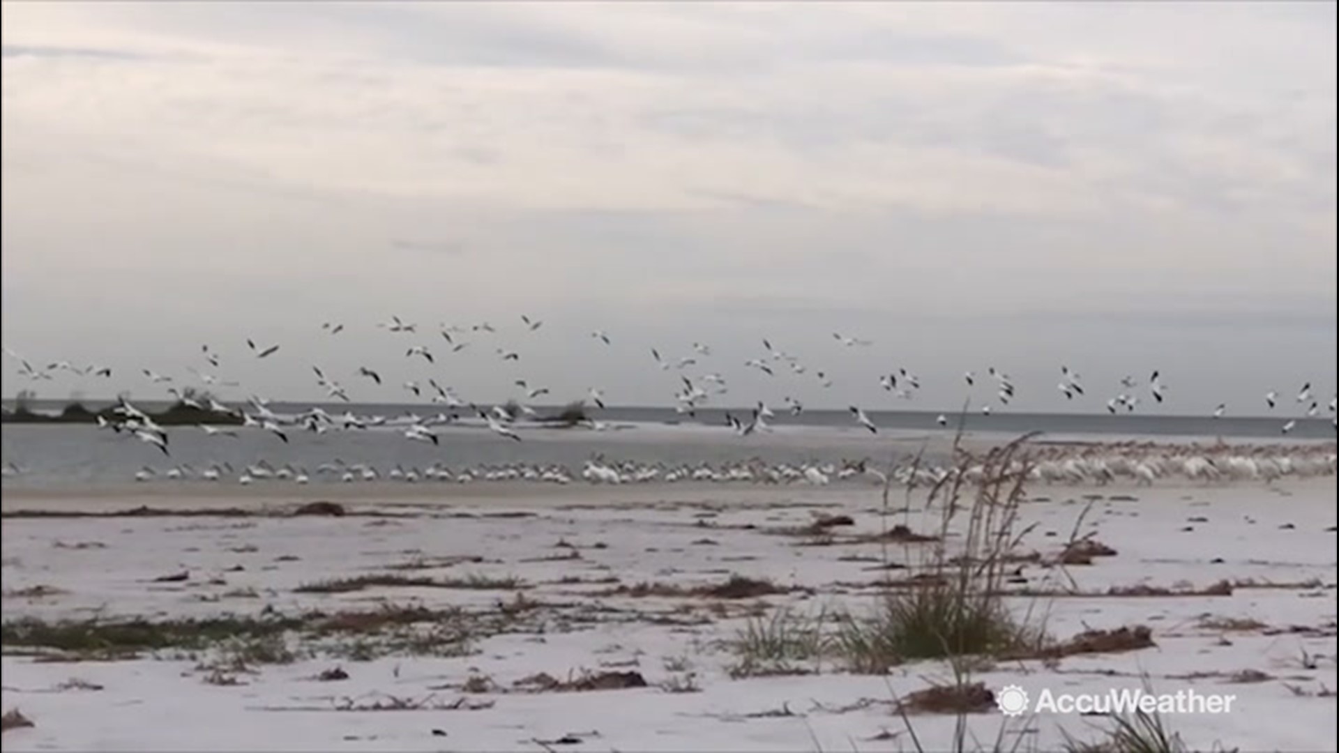 These white pelicans were spotted near St. Petersburg, Florida, on Nov. 14. They are one of the largest birds in North America. They migrate south every fall and stay until spring.