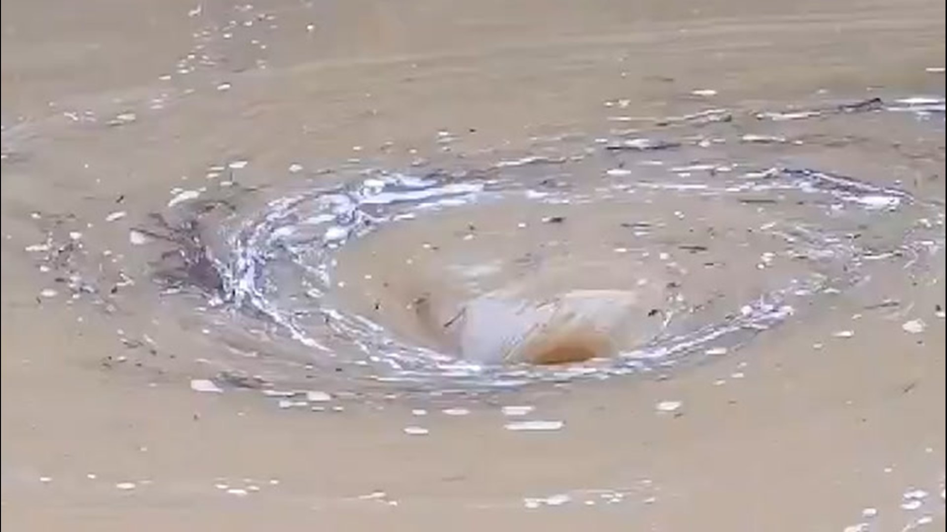 Flash flooding caused a small whirlpool to form in this flooded front yard in Richmond, Virginia, on Aug. 15.