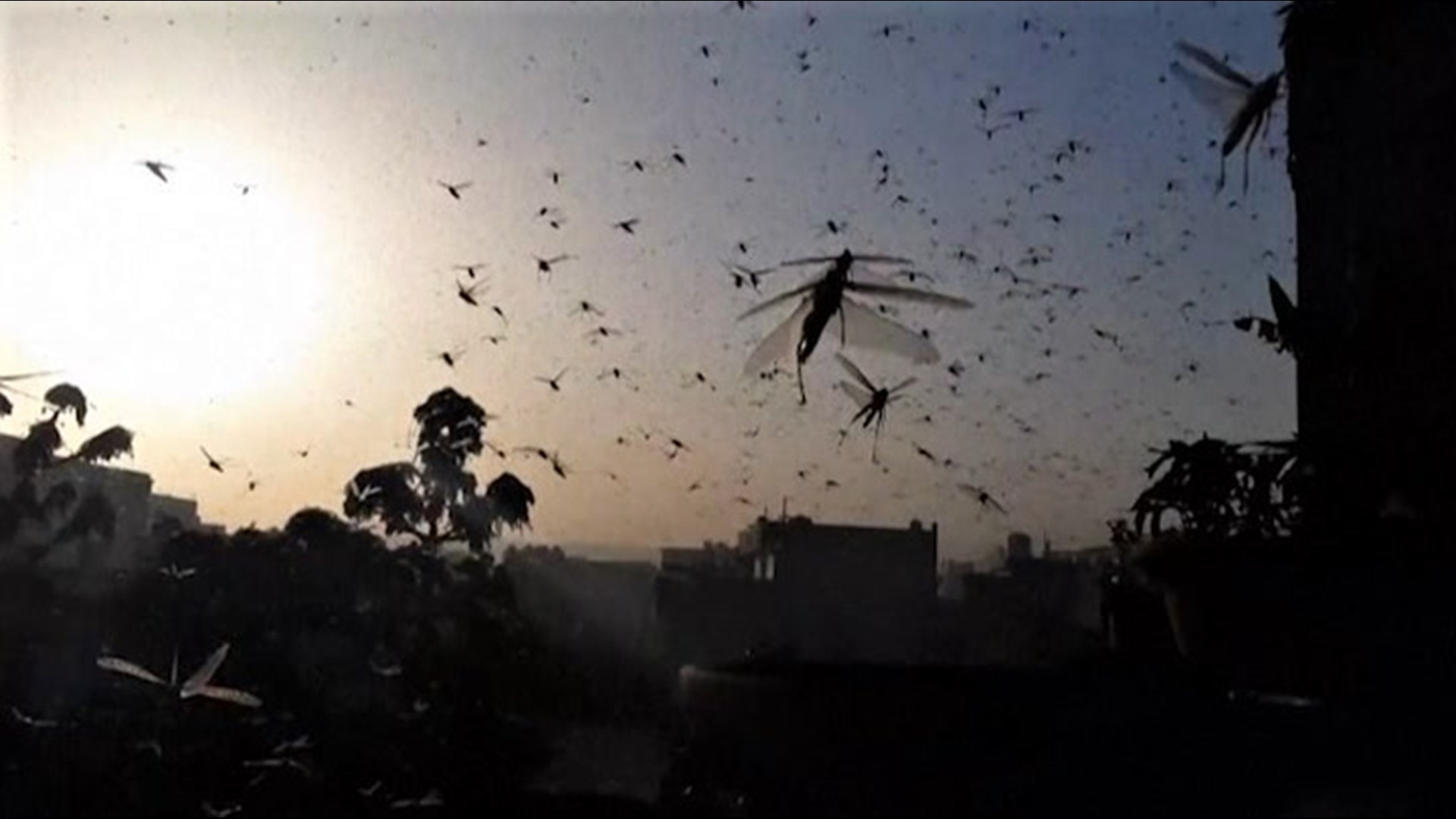 The worst locust plague in decades hit Jaipur, India, on May 25, after heavy rains and cyclones rapidly increased locust population growth in 2019.