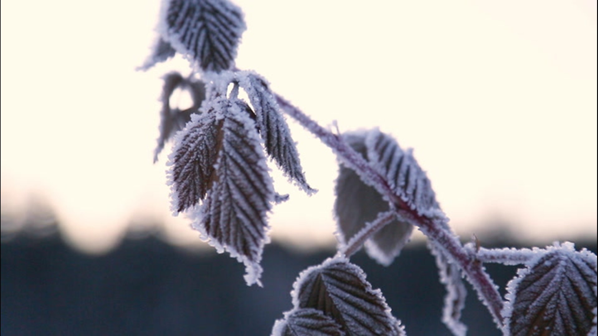 You might have heard the term 'polar vortex' in your weather forecast, but what is it? AccuWeather meteorologist Geoff Cornish explains.