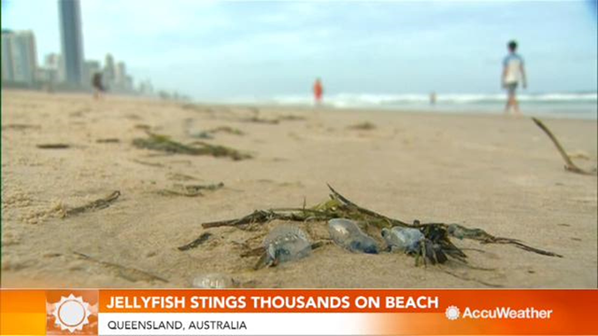 More than 3,000 people were stung when a type of jellyfish invaded popular beaches along the Gold Coast and Sunshine Coast in Queensland.