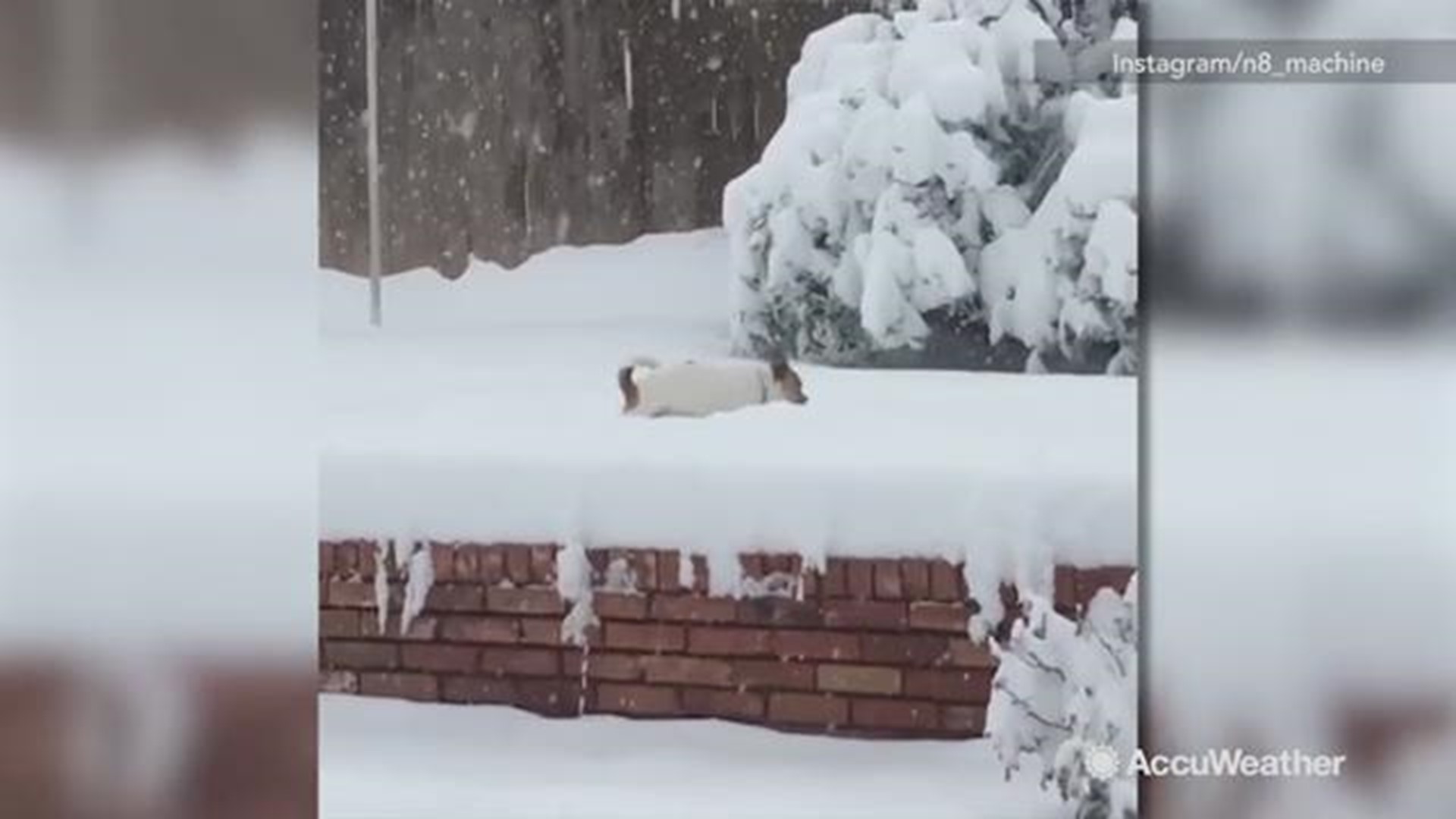 After Lubbock, Texas with hit with several inches of snow, this pup found a way to enjoy himself.