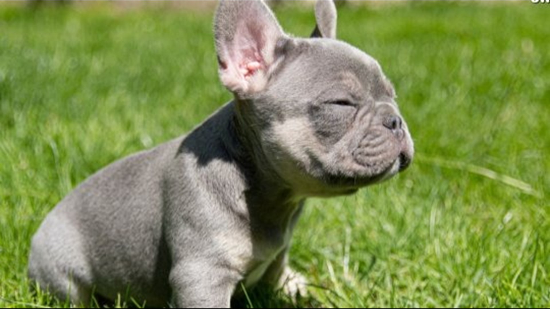 These French Bulldog Puppies Are Adorable But Also Incredibly Expensive Kcentv Com These French Bulldog Puppies Are Adorable But Also Incredibly Expensive Kcentv Com