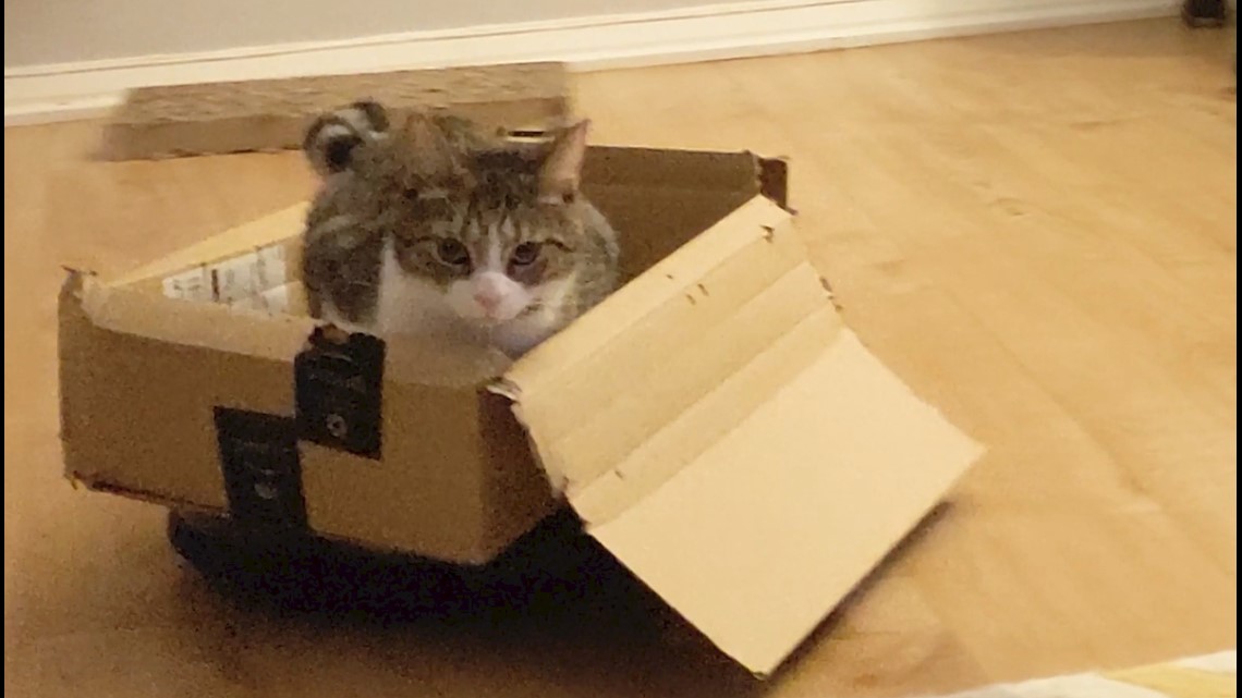 This Funny Footage of a Cat Riding on a Roomba Inside a Box Is About to