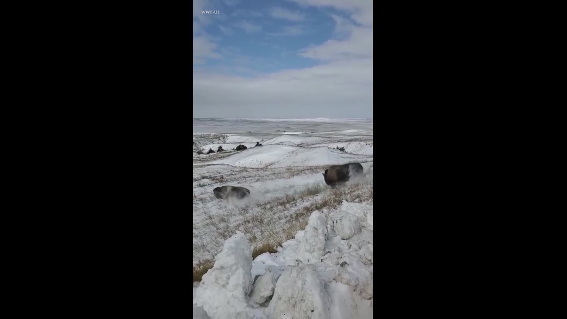 Bison are released into a section of Badlands National Park, recently secured for them, that they haven't roamed since 1870. (WWF-US)