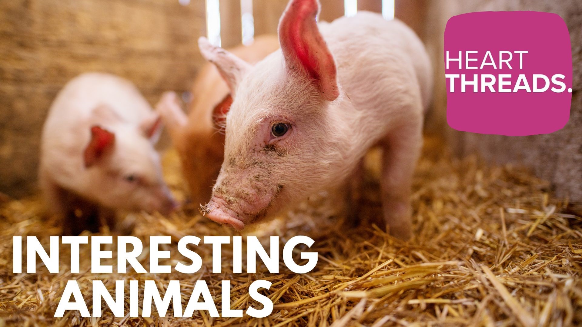 Animals are an important part of our lives, even the ones you might not think of. Here are some enlightening stories of pigs, salamanders, cows and more.