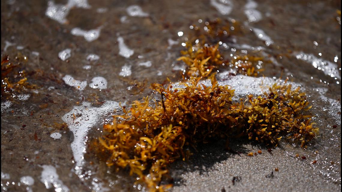 Sargassum invasion threatens spring break beaches