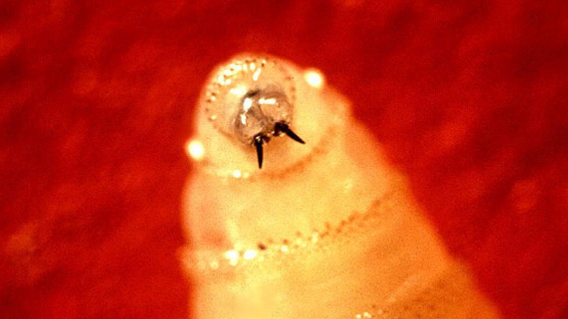 New World screwworm prompts Texas disaster declaration to protect livestock