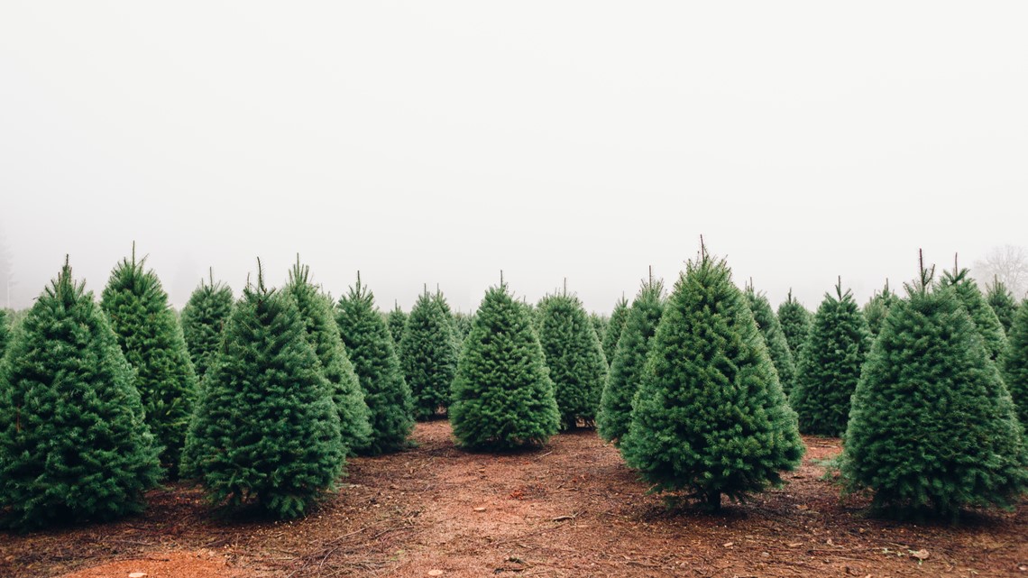 Christmas tree prices to go up this year, for artificial and live - Vimarsana News