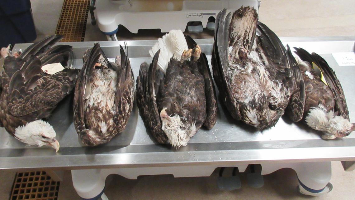 Investigation underway after 5 bald eagles found dead in Michigan