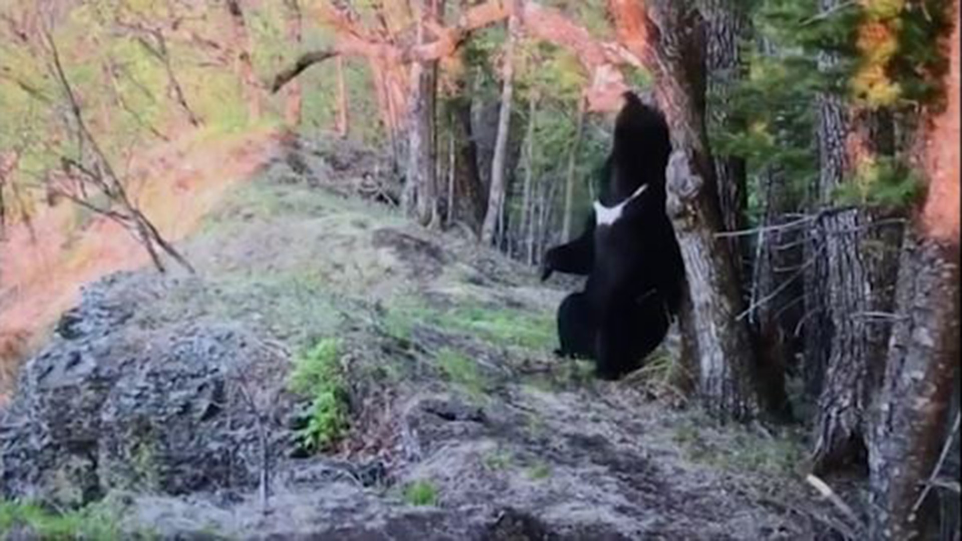 An Asian Black Bear has been filmed having a good back scratch at the Land of the Leopard national park in Russia's Far East. (AP)