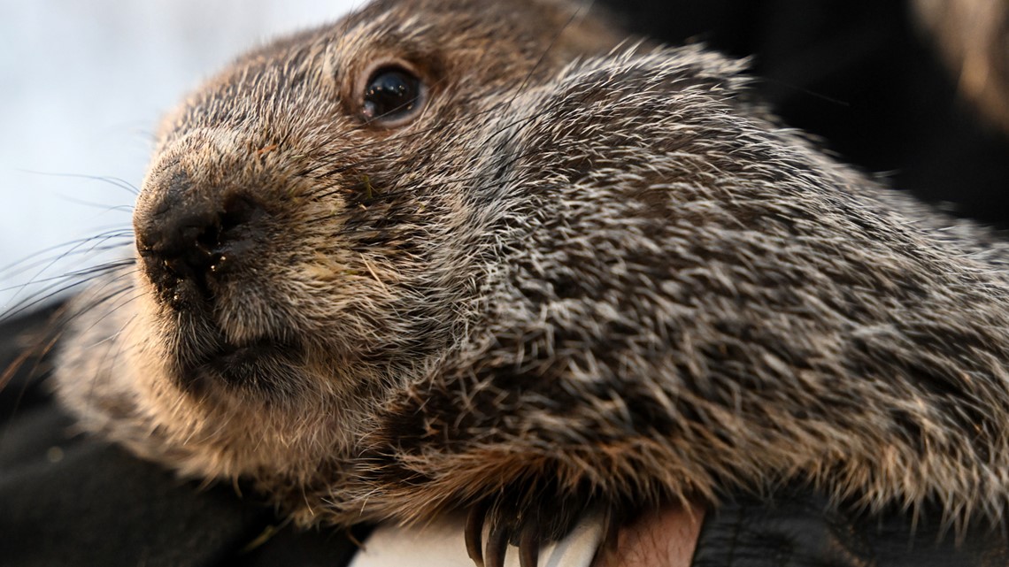 When is groundhog day? | kcentv.com - Vimarsana News