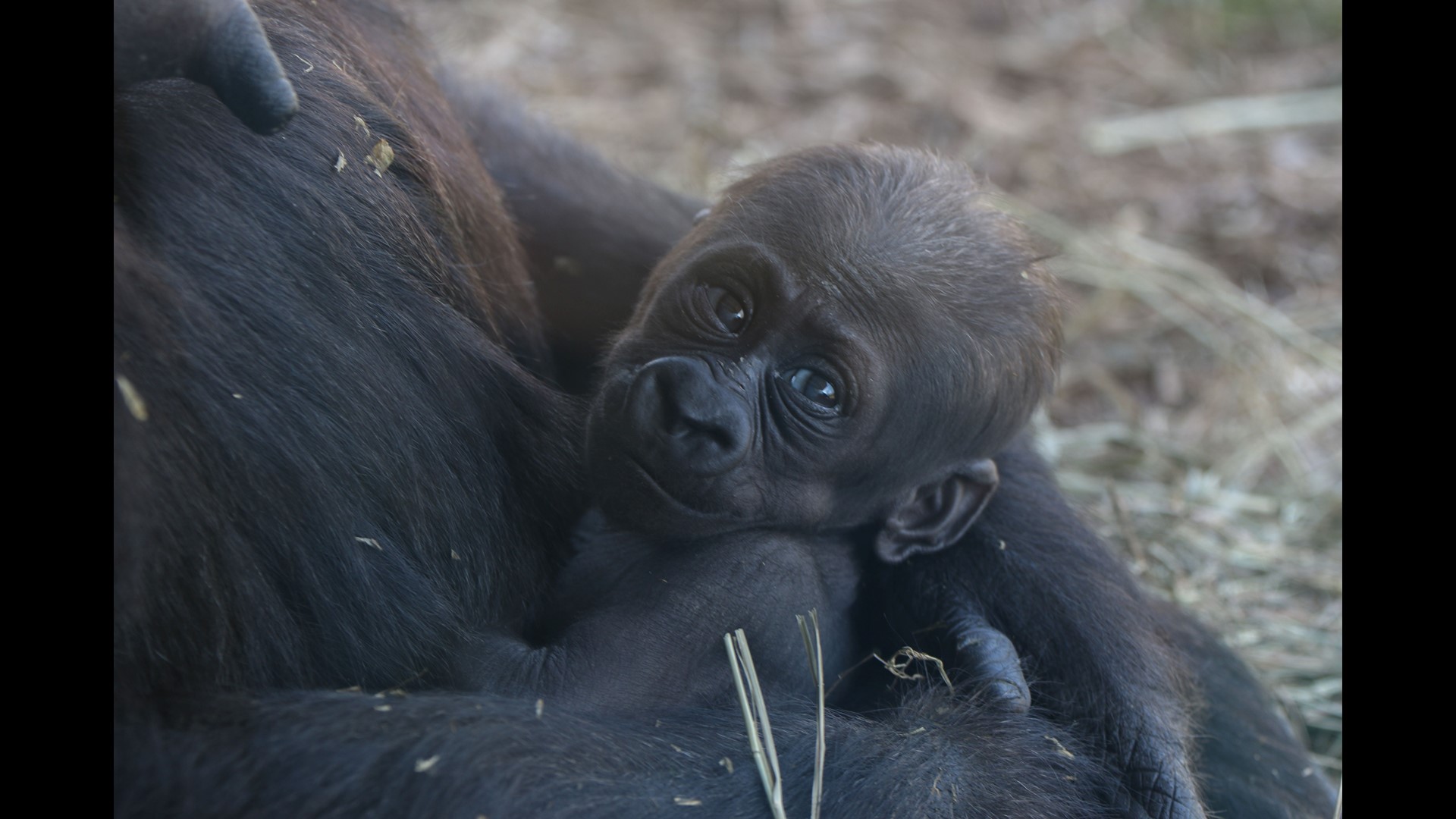 Baby zoo animals born in spring 2018 | kcentv.com