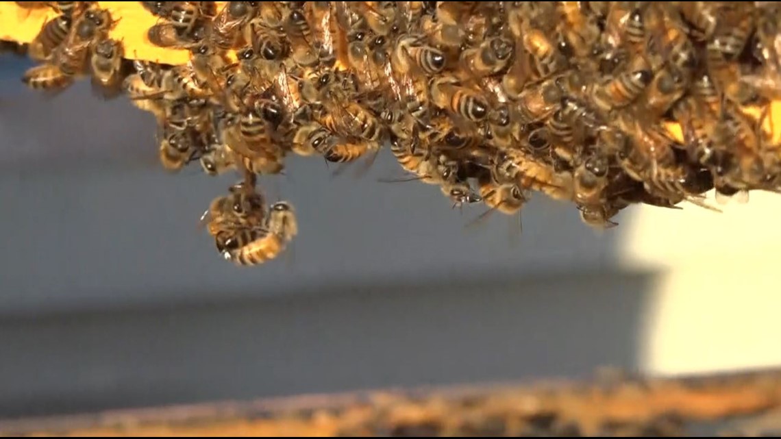 Texas News, Does bee pollen increase breast size?