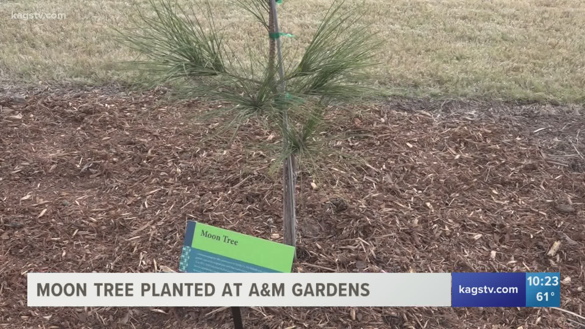 Texas A&M Forest Service has a genetic copy of an original loblolly pine moon tree whose seed journeyed to the moon and back aboard Apollo 14.