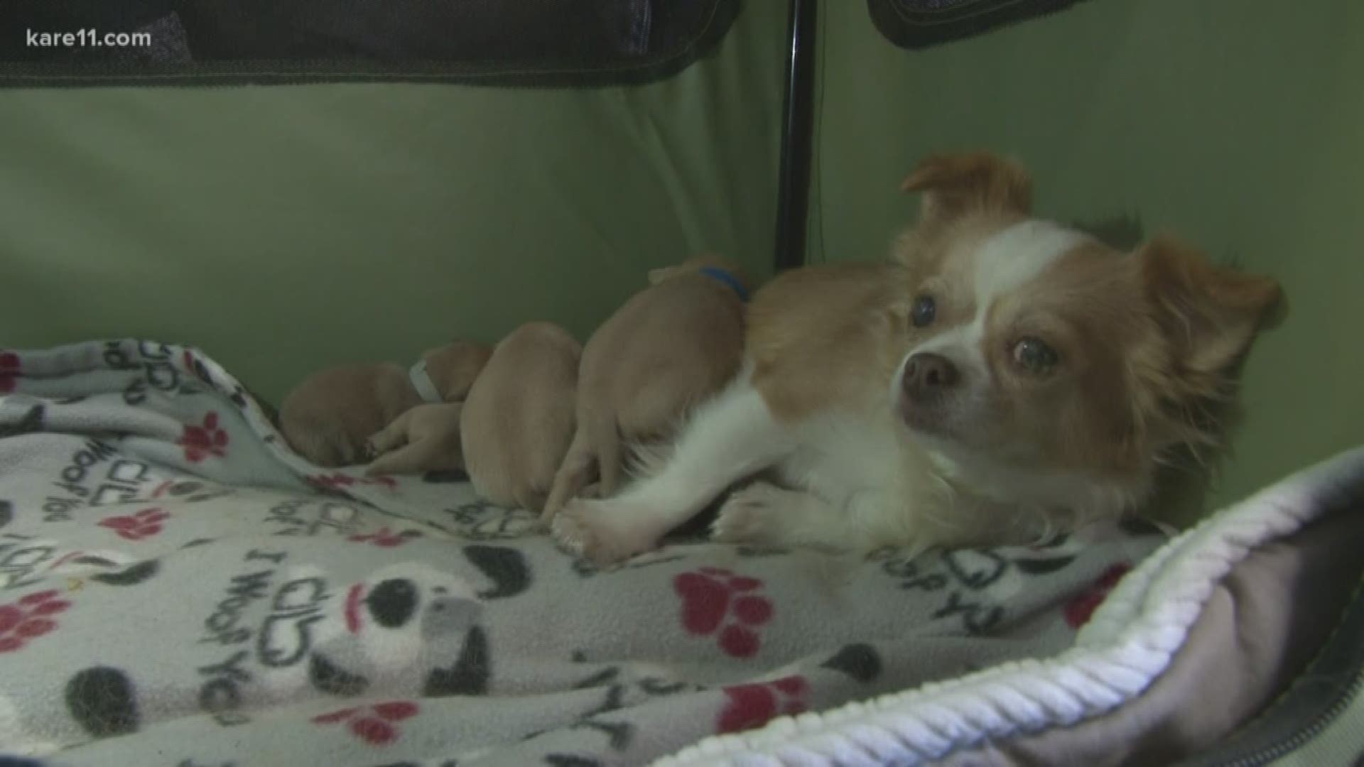 After every puppy in her litter died, dog 'adopts' orphan puppies