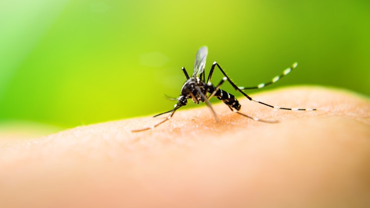 'Their development is quite rapid, especially as temperatures warm' | Expert tips on how to get rid of mosquitoes, gnats this summer