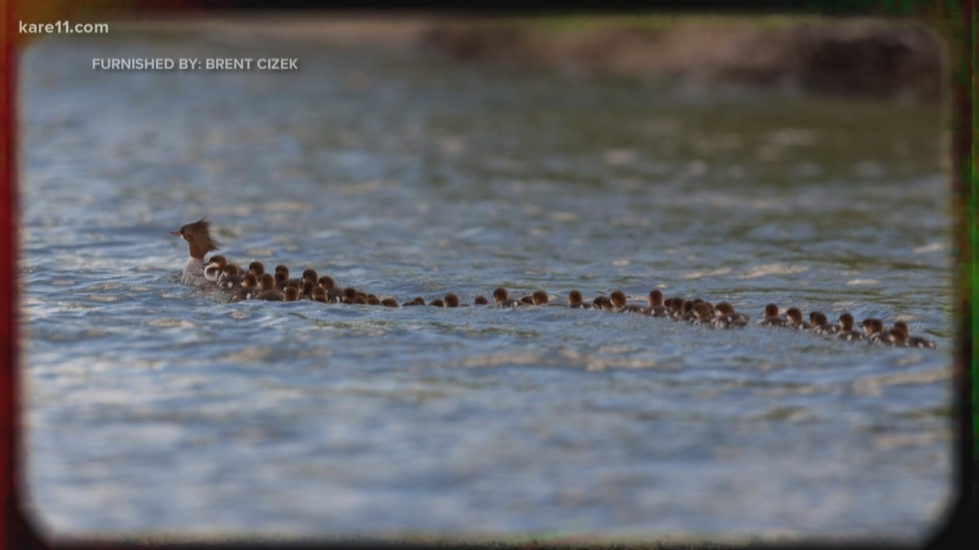 Man snaps photo of mama duck with 76 ducklings