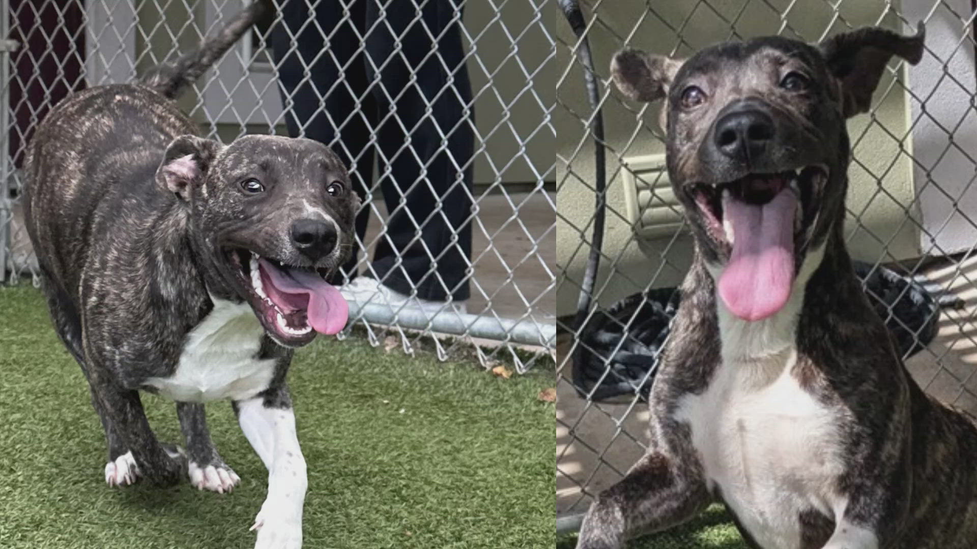 Texas Today is highlighting this weeks Perfect Pet up for adoption at the Killeen Animal Shelter, Candy!