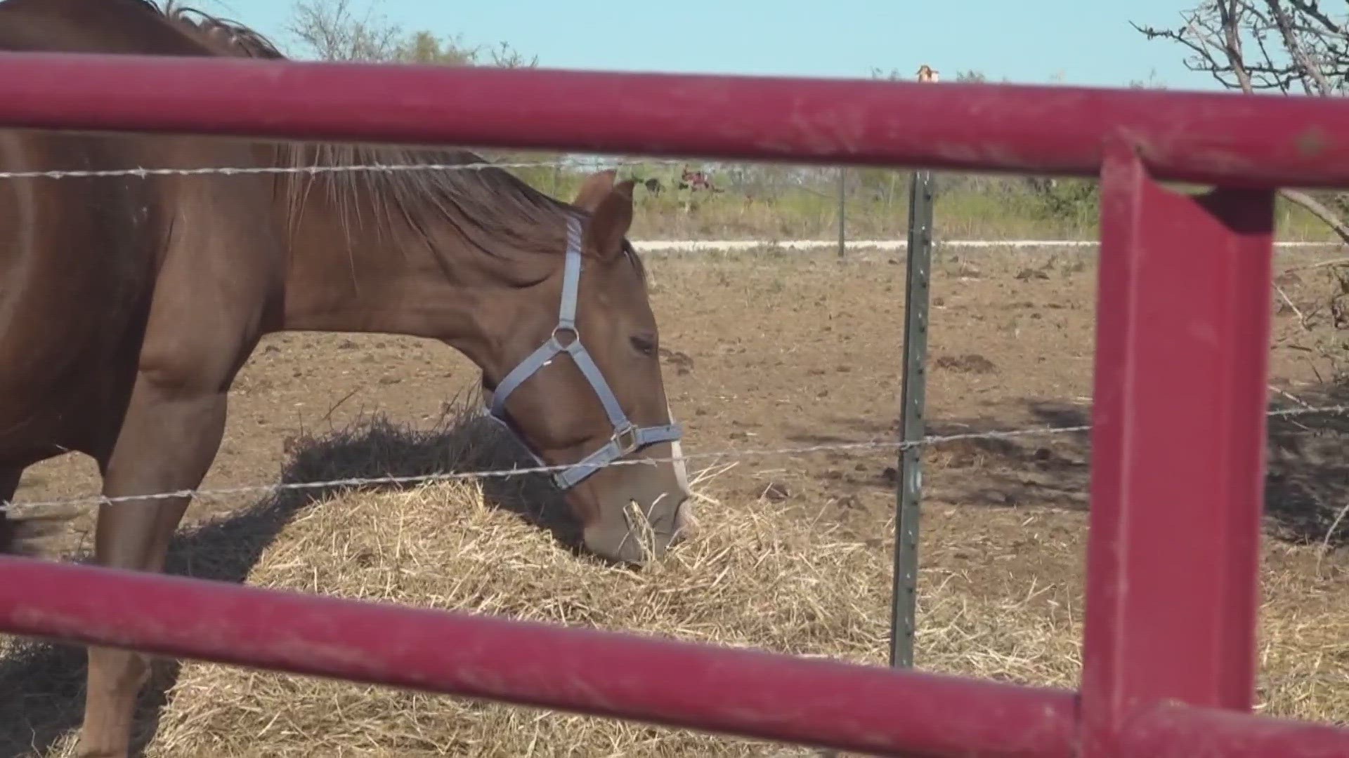 Hamilton nonprofit Southern Twang Second Chance Ranch is helping to rescue, rehabilitate and rehome horses in need.