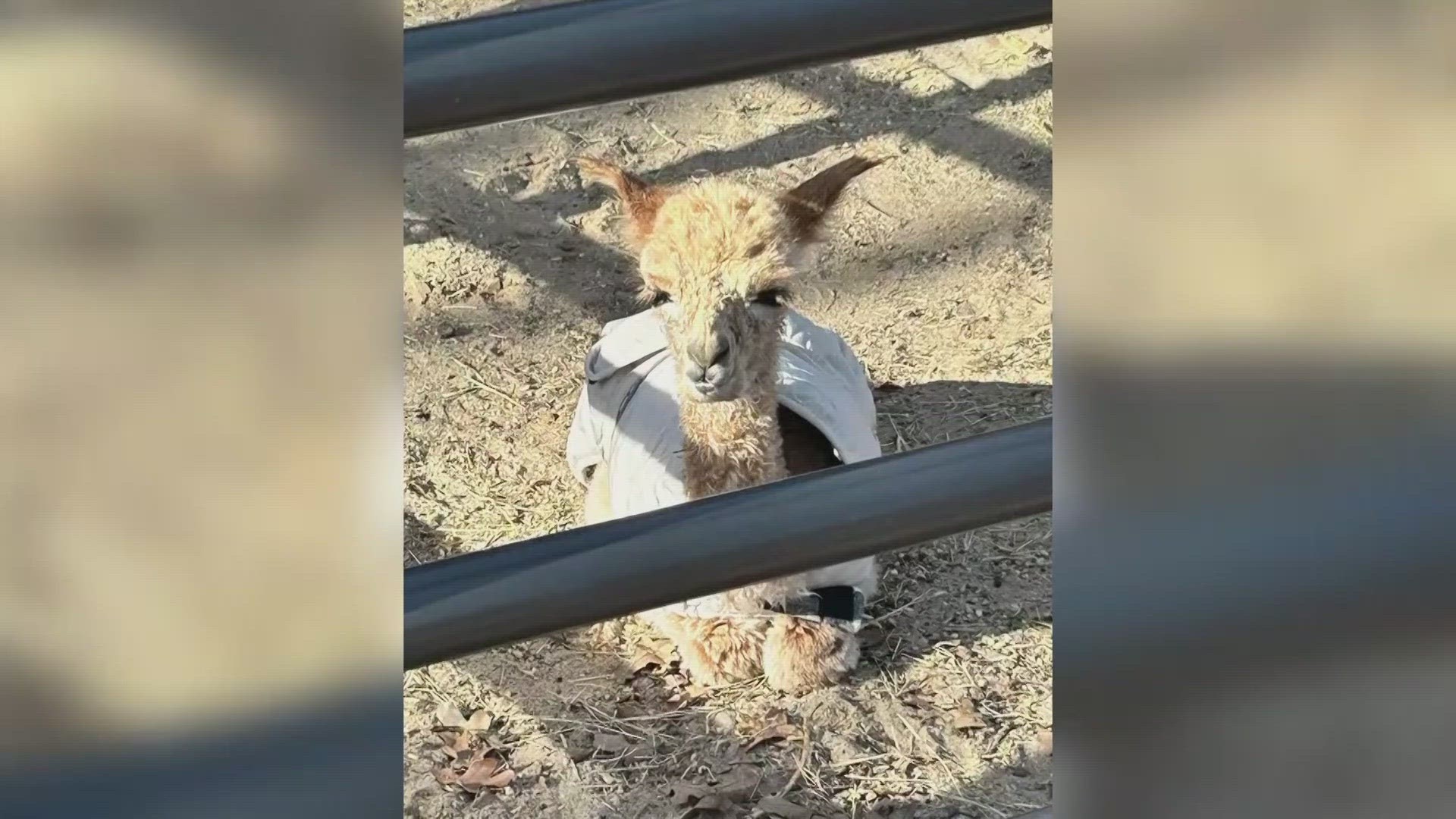 According to the owners, the baby alpaca is just a few days old.