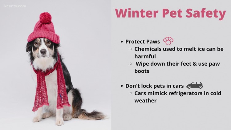 Protect their paws! Tips to make sure your dogs are safe during winter weather