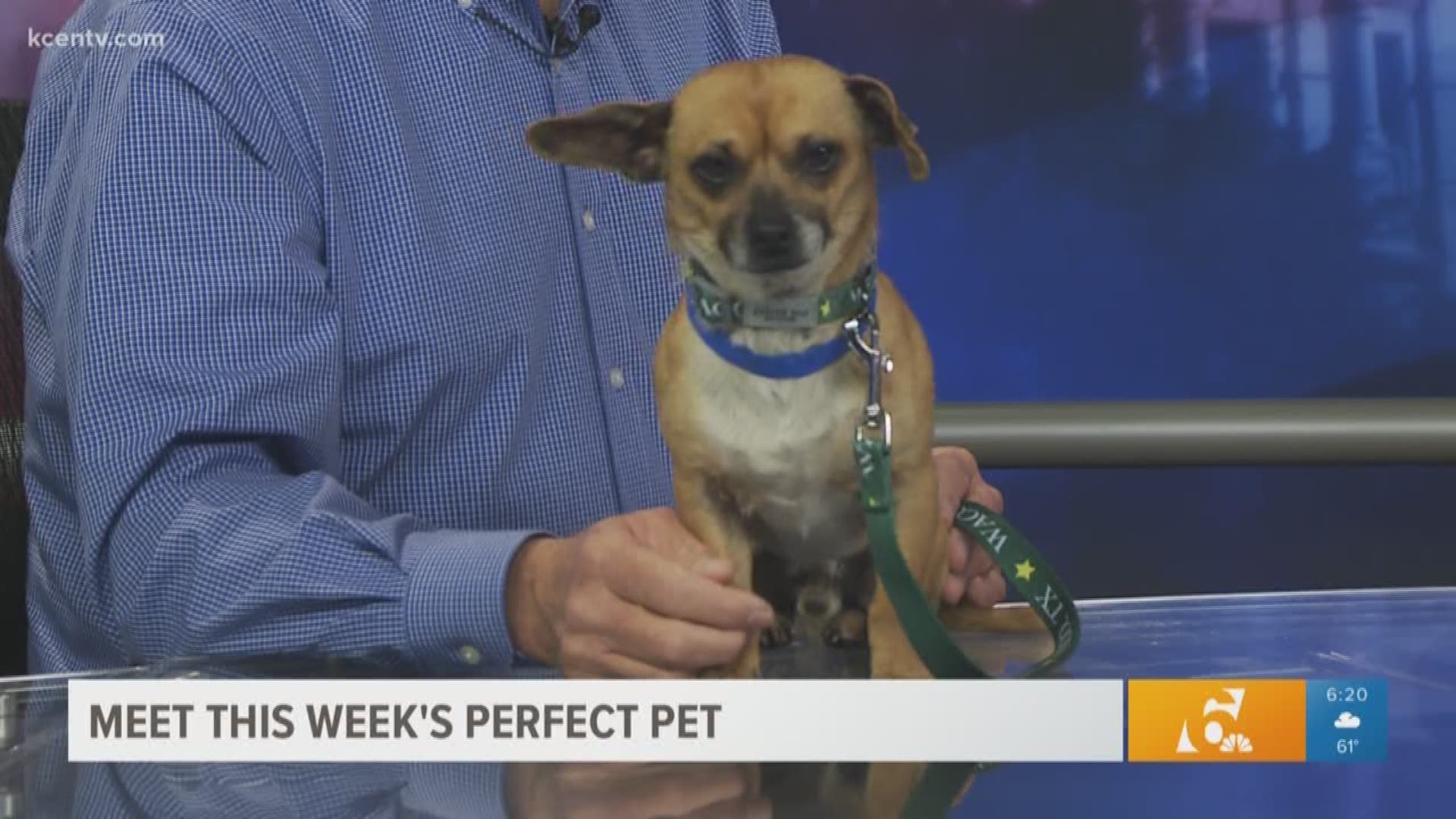 This 2-year-old, 10 pound male chihuahua is looking for a forever home, from the Humane Society of Central Texas.