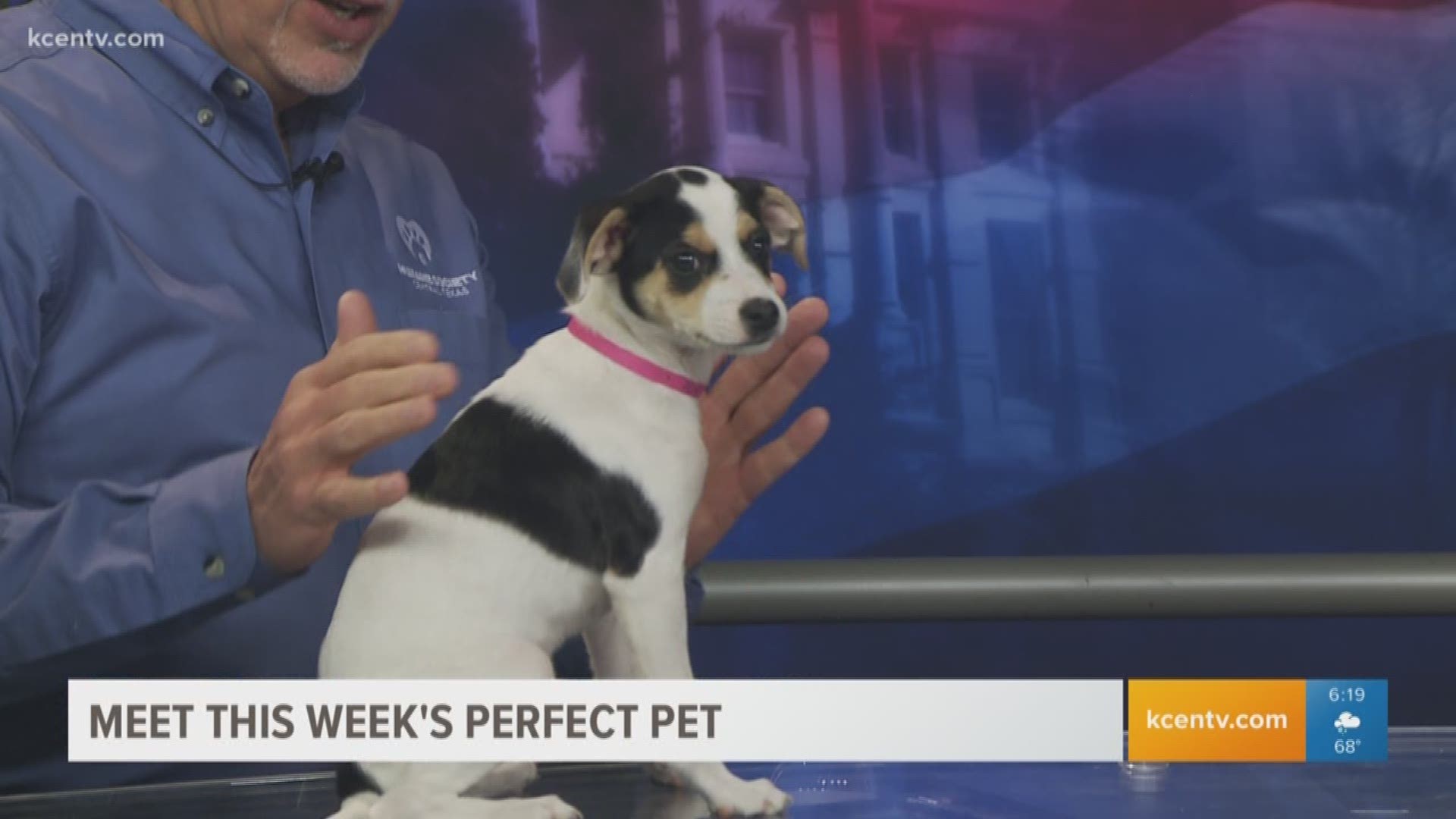 Lexi is an 8-week-old Chihuahua-Terrier mix in need of a happy home.