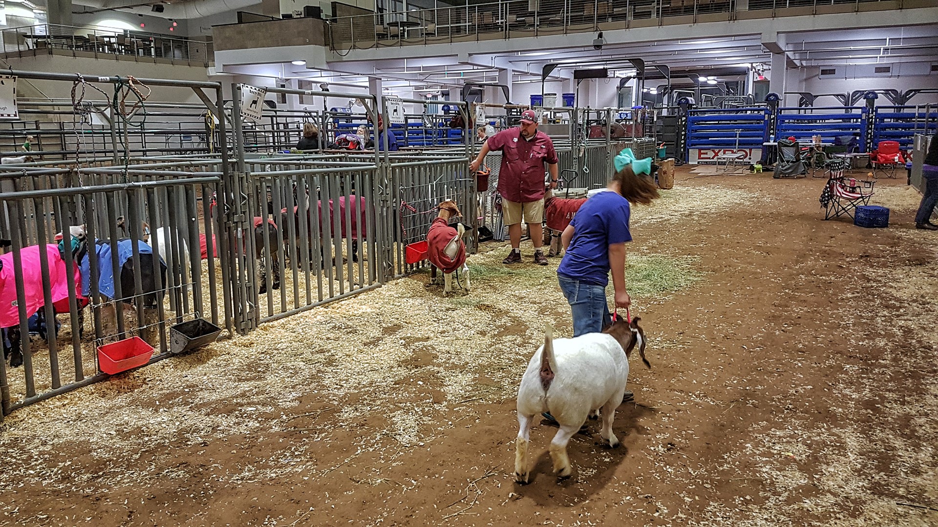 Pigs, goats, sheep, rabbits, and more, are all at the Bell County Expo  Center hoping to be crowned youth livestock champion 