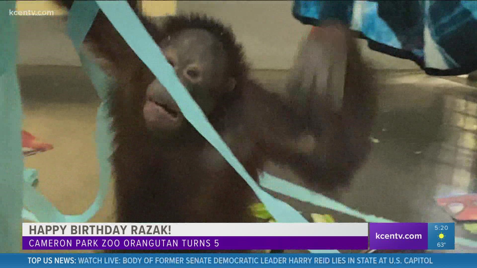 Cameron park zoo orangutan turns 5