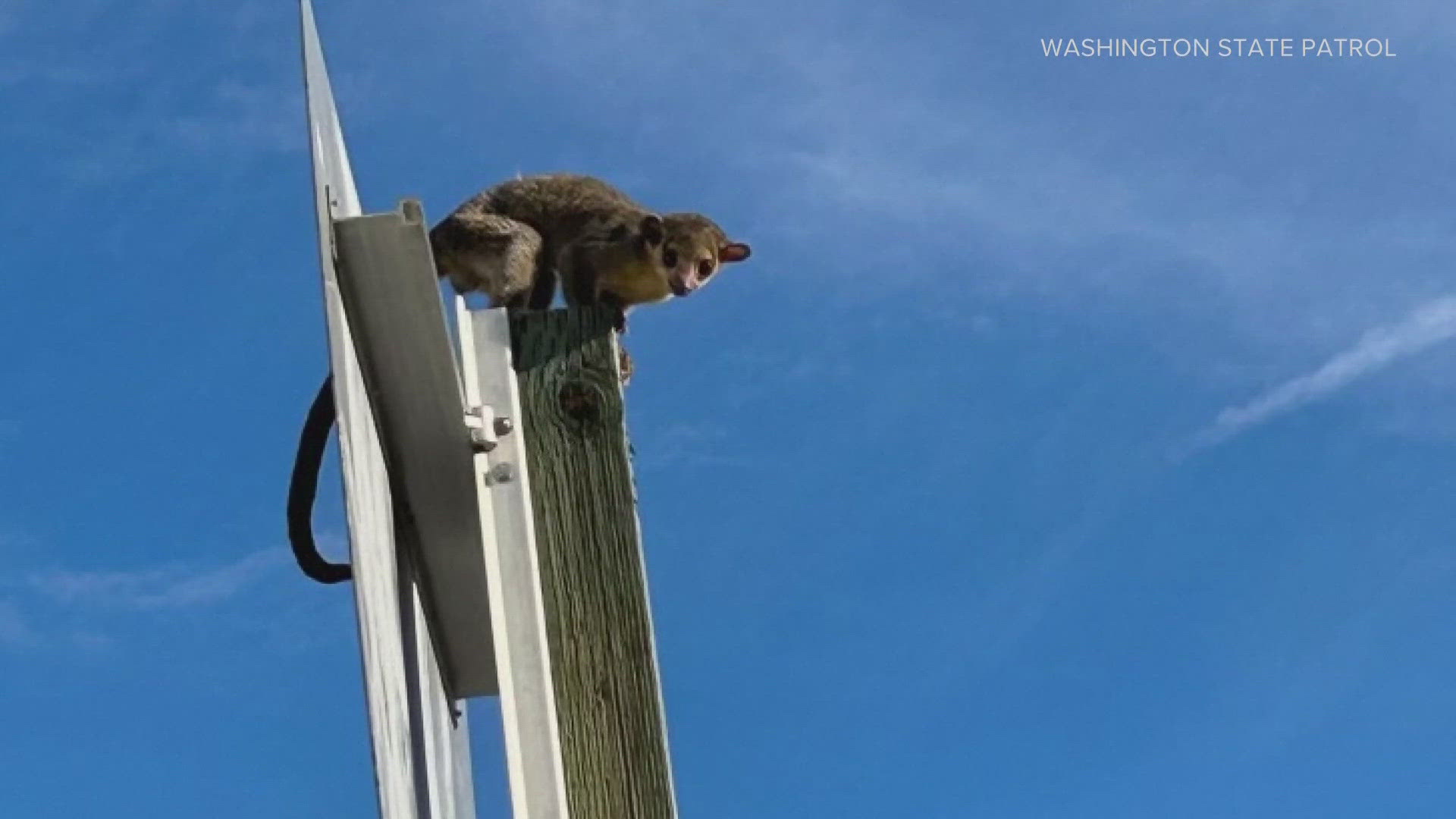 A police officer in Washington spotted an unusual little creature near a roadway sign.