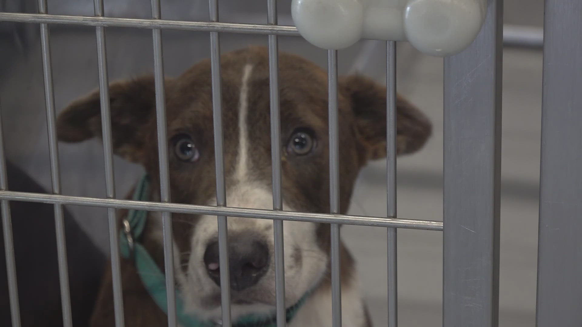 The Waco Animal Group is calling on the community to help with the overpopulation of animals.