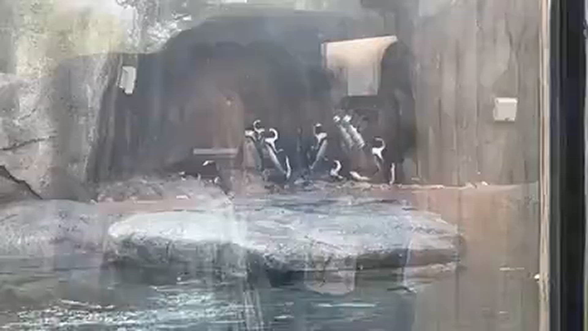 Cameron Park Zoo Penguin Preview Party