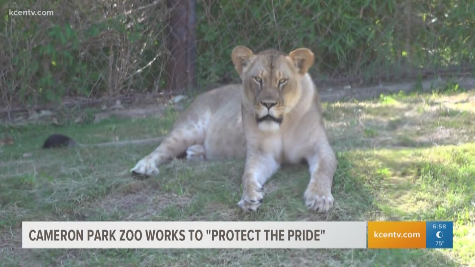 The Cameron Park Zoo is hosting a Lion King movie premiere July 18 in which 100% of the fund will go towards the 'Protect the Pride" campaign.