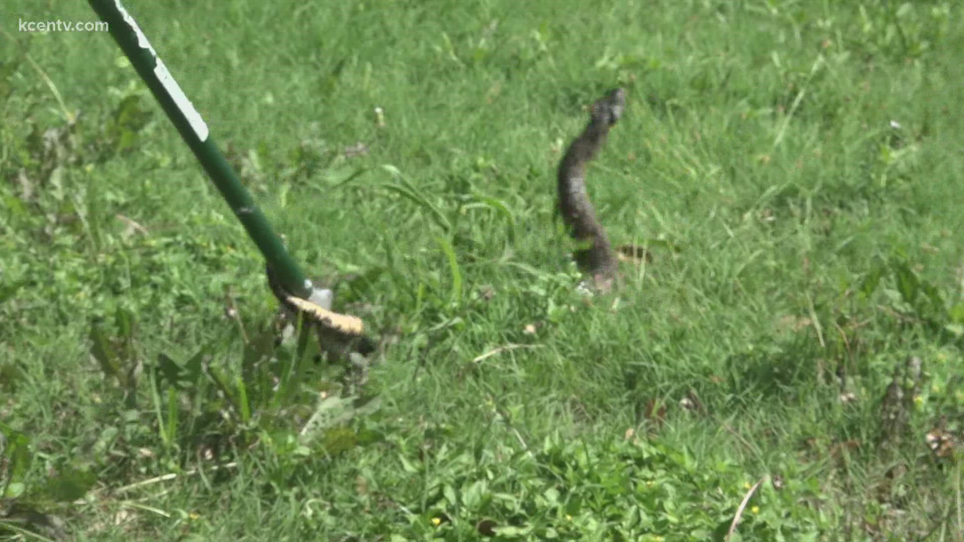 Summertime means it's snake season and snake control expert Casey Dawson says they're already getting active.