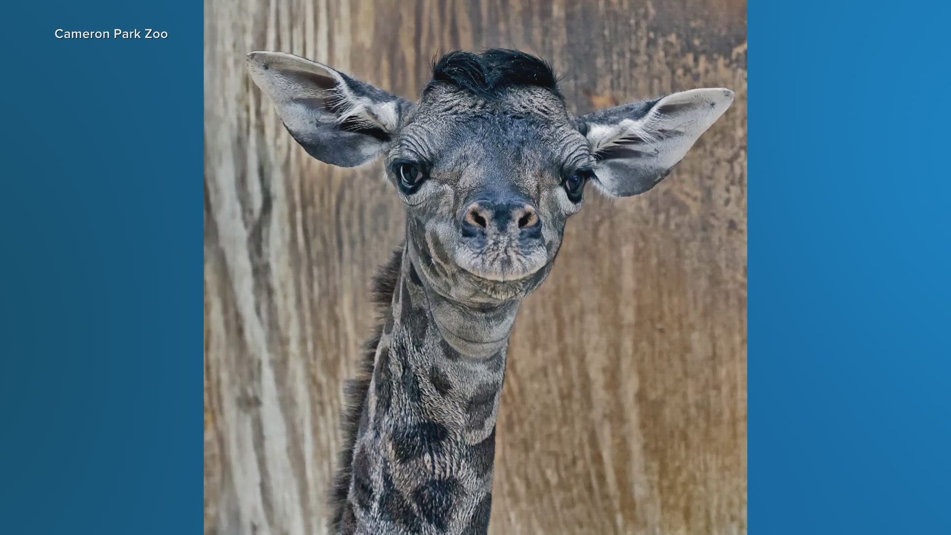 Zuri, who was less than a month old, died just days after her mother, Penelope.