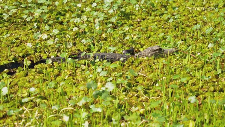 Yes, there are alligators in Bell County