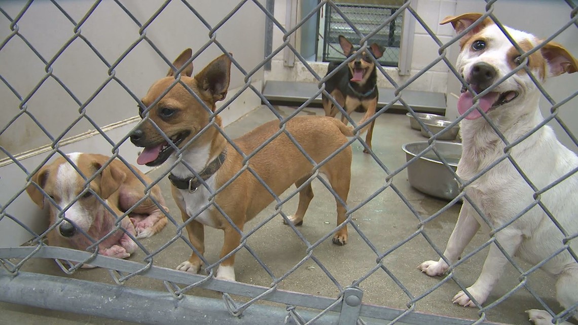 Temple Animal Shelter lets veterans adopt pets for free 