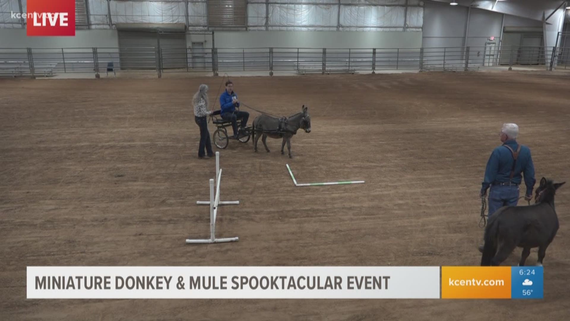 The Spooktacular donkey and mule show