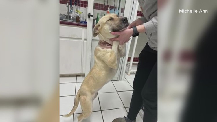 'She smelled like a rotting carcass' | Owner of dog with injured neck located, McLennan County Sheriff says