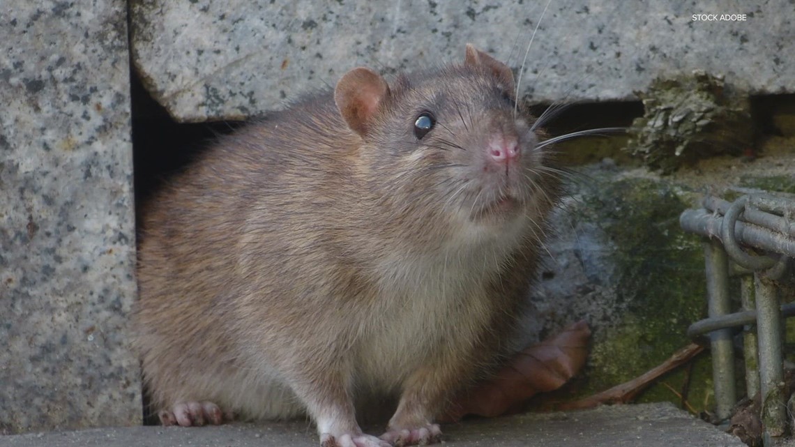 Texas News It's getting colder; how to keep pests out of home