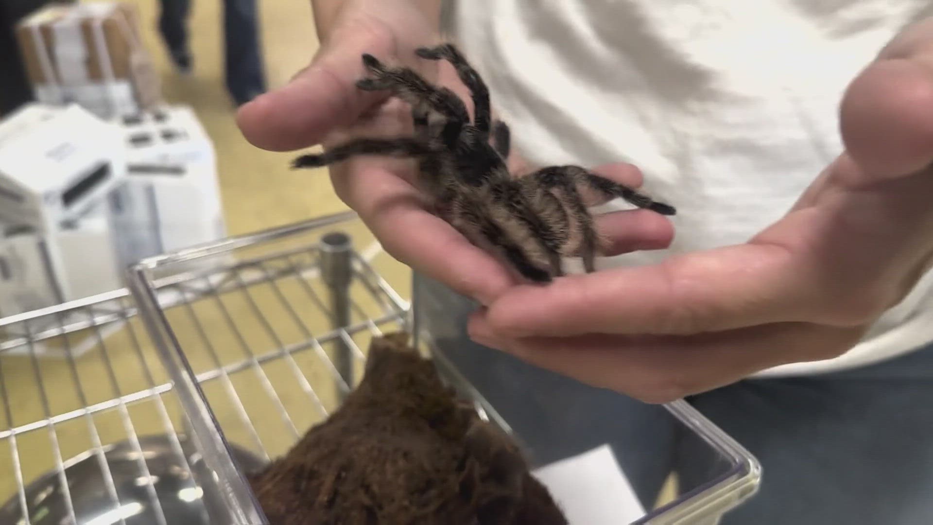 Tarantulas appearing in Central Texas homes during mating season