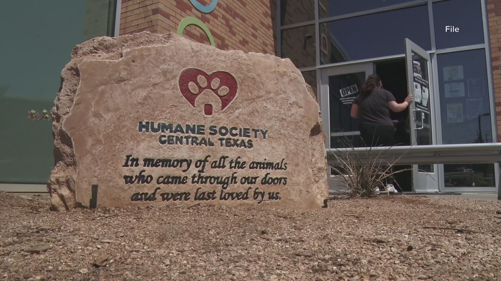 The Humane Society of Central Texas is giving away $100 Amazon gift cards for people who adopt dogs 40lbs and up.