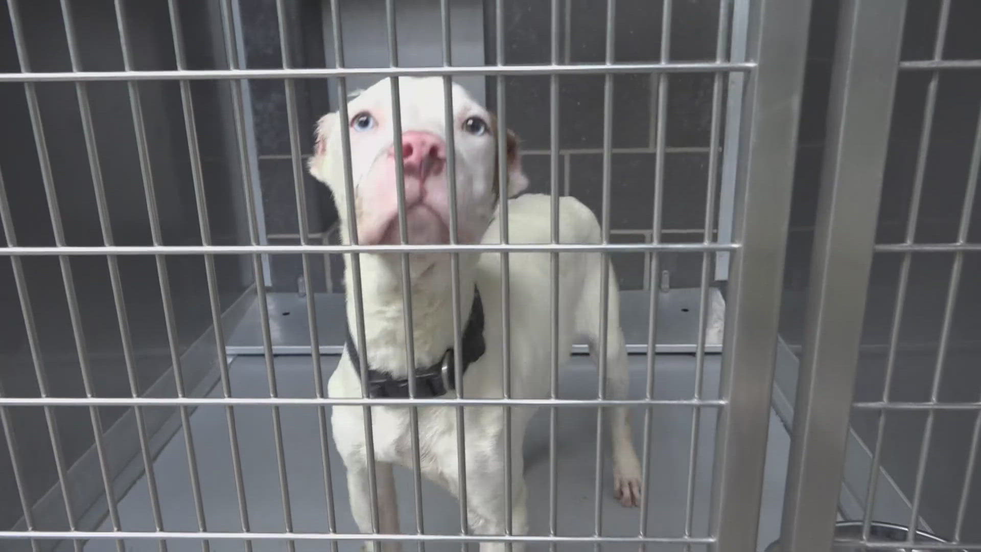 Waco's pet circle regional animal center is sitting at 137 capacity. 