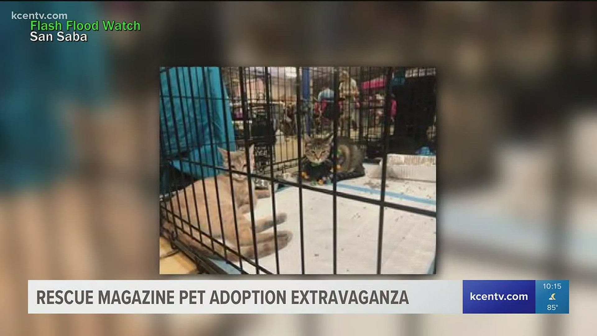 Hundreds of all kinds of animals were at the Bell County Expo Center searching for forever homes.