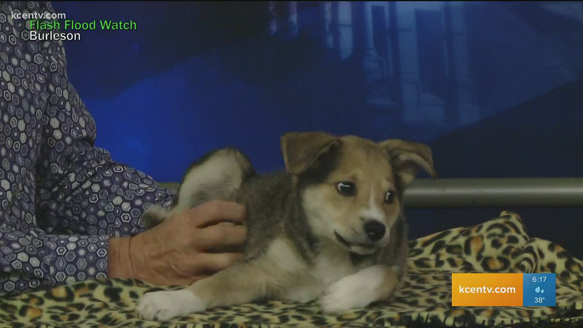 Adopt this pup from the Human Society of Central Texas.