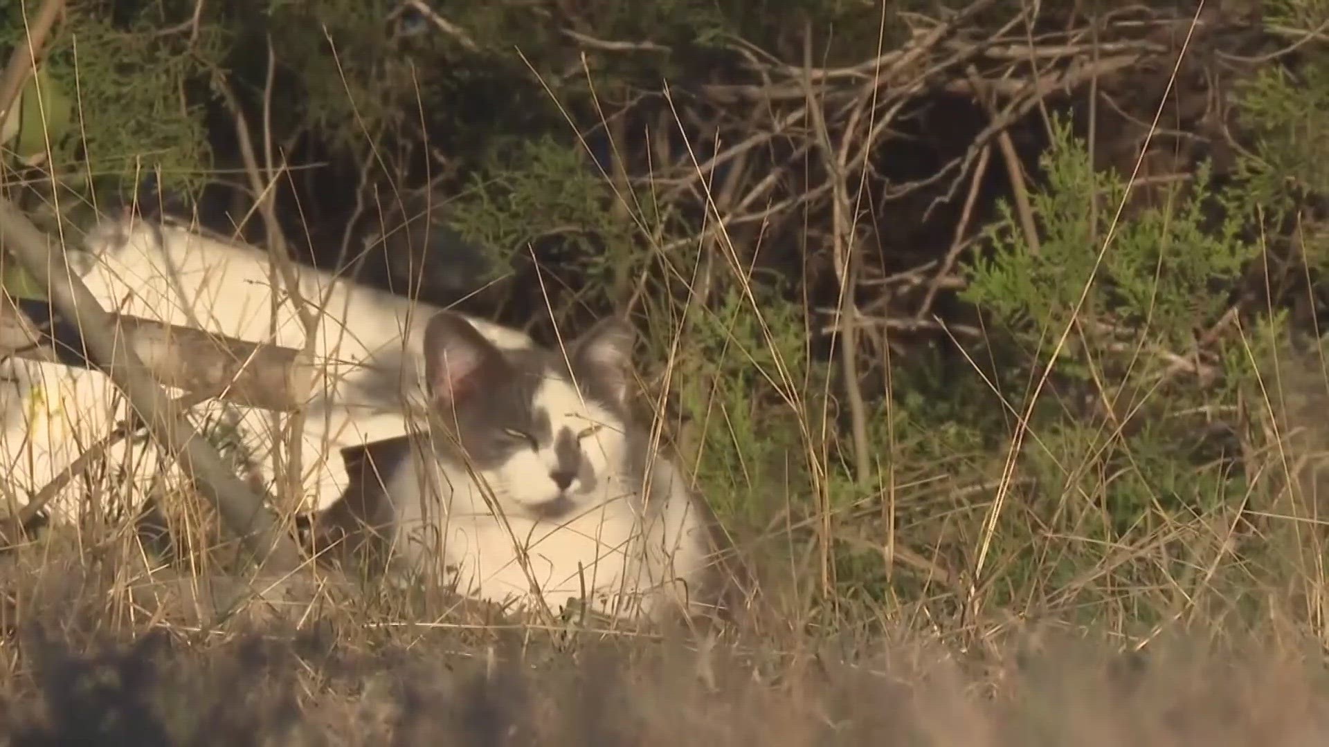 The City Council is discussing changes on how they take action on feral cat colonies, and some residents are unhappy.
