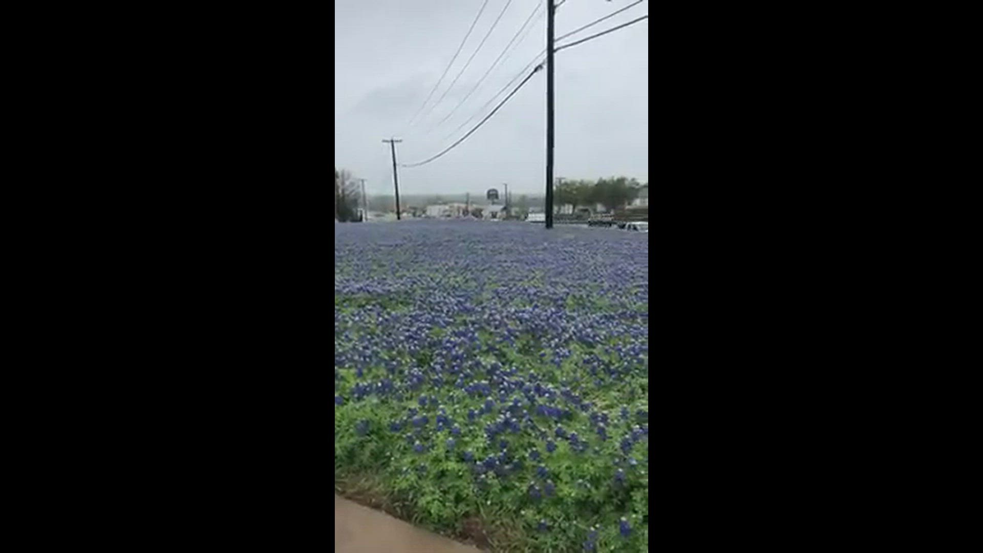 A beautiful field of bluebonnets in Temple, TX
Credit: Eneida