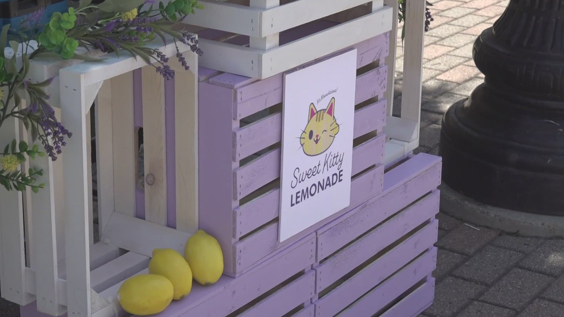 50% of the profits from eight-year-old Harlee Alvarez's lemonade stand are going to a local nonprofit that specializes in neutering and spaying cats.