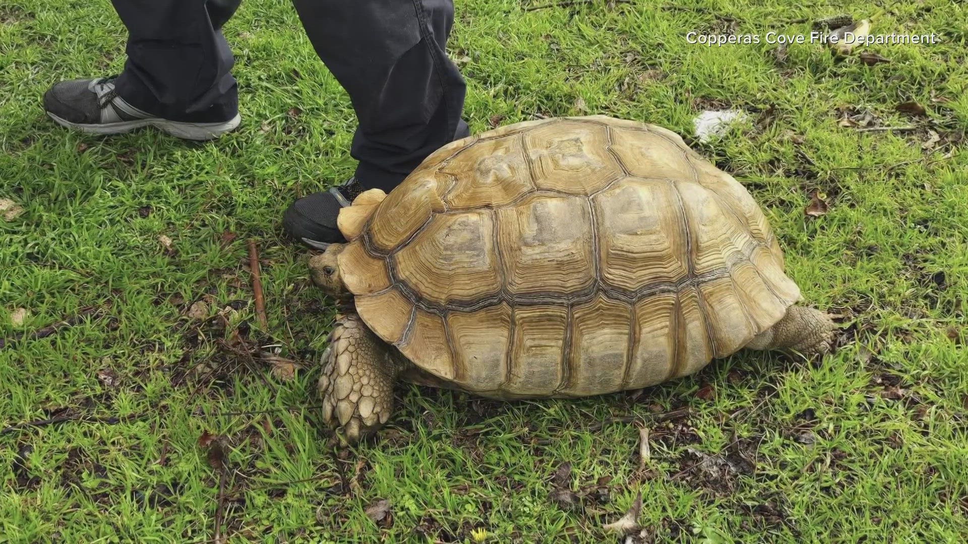 The department said both tortoises have been checked by an animal control officer and deemed to be in "good condition".
